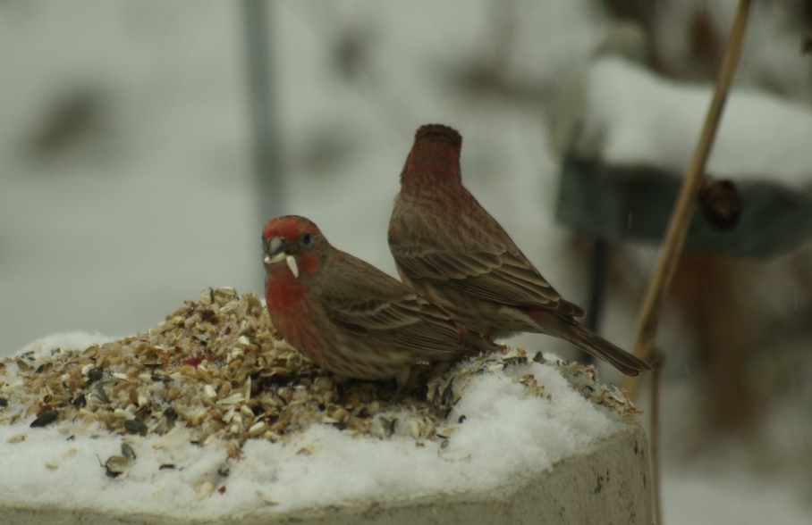 Two male house finches, probably in their first year, try to eat enough to stay warm on a snowy day in Dallas. Photo by Ed Darrell